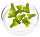 Lactobacillus Acidophilus probiotic