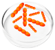 Lactobacillus Crispatus probiotic