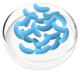 Lactobacillus Gasseri probiotic