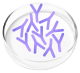 Lactobacillus Plantarum probiotic