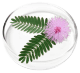Mimosa Pudica seed extract